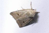 Leptologia lota