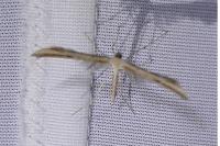 Emmelina argoteles/monodactyla