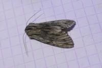 Asteroscopus sphinx
