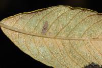 Coleophora lusciniaepennella