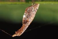 Coleophora calycotomella