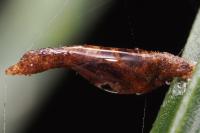 Coleophora calycotomella