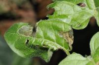 Scrobipalpa costella