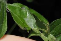 Scrobipalpa costella