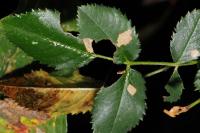 Coleophora gryphipennella