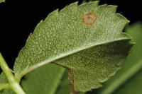 Coleophora gryphipennella