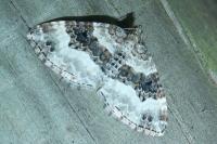 Epirrhoe rivata