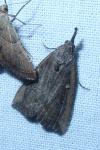 Hypena rostralis