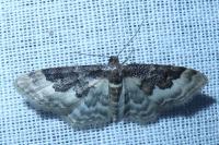 Idaea rusticata