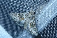 Hecatera dysodea