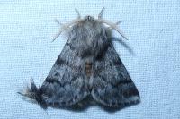 Thaumetopoea pityocampa