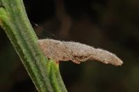 Coleophora calycotomella