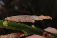 Coleophora calycotomella