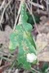 Tischeria ekebladella