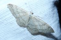 Idaea aversata