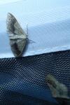 Idaea aversata