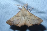 Ennomos fuscantaria
