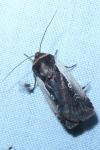 Ochropleura plecta