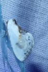 Cilix glaucata