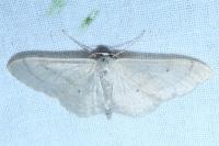 Idaea straminata