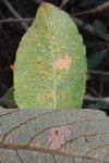 Coleophora lusciniaepennella