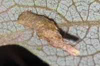 Coleophora lusciniaepennella