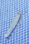 Eilema caniola