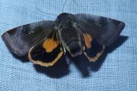 Noctua janthina