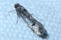 Niditinea fuscella