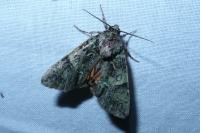 Polyphaenis sericata