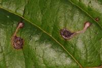 Bucculatrix frangutella