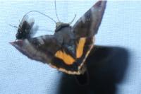 Noctua janthe