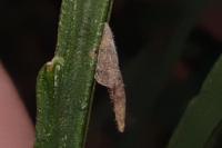 Coleophora calycotomella