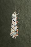 Utetheisa pulchella