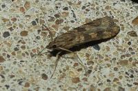 Nomophila noctuella