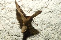 Trigonophora flammea
