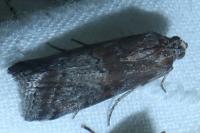 Phycita roborella