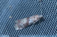 Phycita roborella