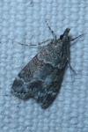 Eudonia mercurella