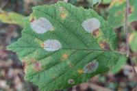 Phyllonorycter coryli