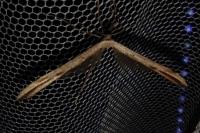 Emmelina argoteles/monodactyla