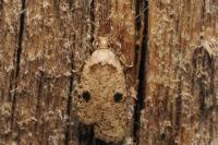 Agonopterix propinquella