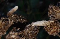 Coleophora argentula