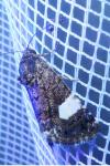 Tyta luctuosa