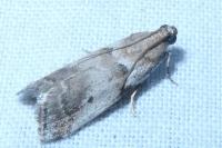 Acrobasis fallouella