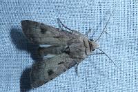 Agrotis exclamationis