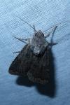 Agrotis bigramma