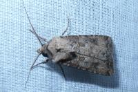 Agrotis segetum