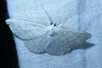 Cabera exanthemata