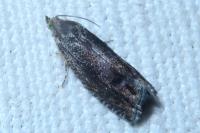 Cydia splendana